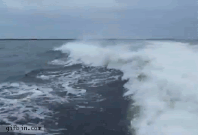 Funny Animals (25 gifs)