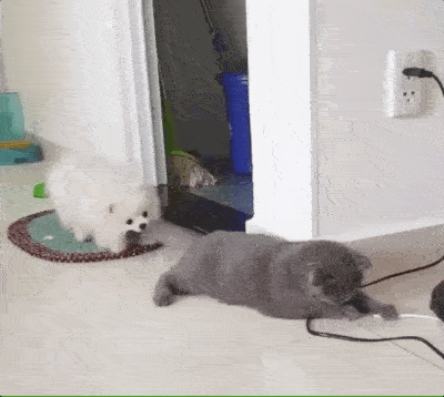 Funny Animals (25 gifs)