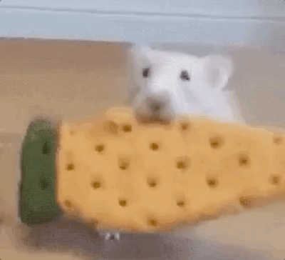 Funny Animals (25 gifs)