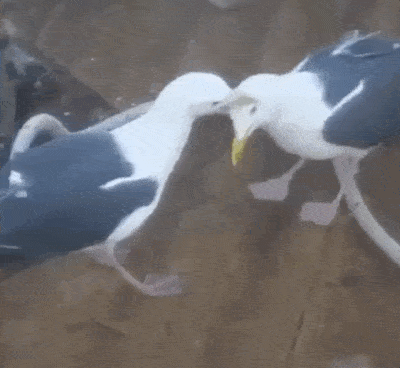 Funny Animals (25 gifs)