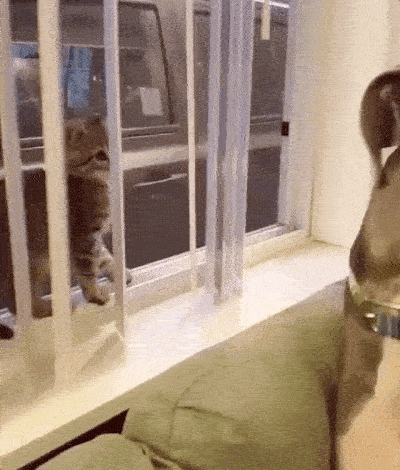 Funny Animals (25 gifs)