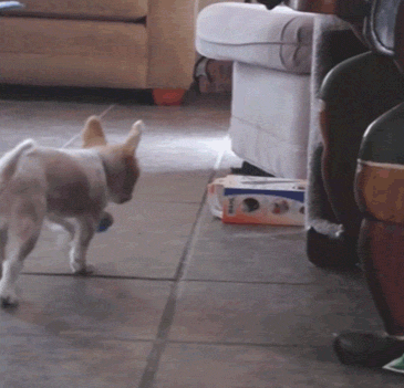 Funny Animals (25 gifs)