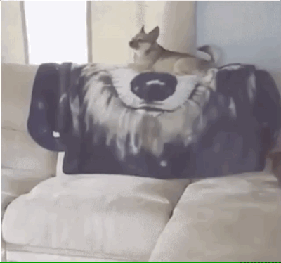 Funny Animals (25 gifs)
