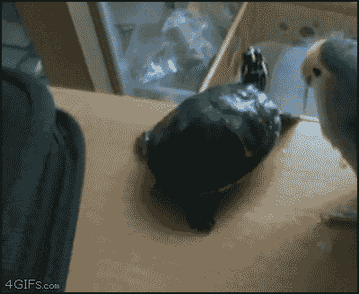 Funny Animals (25 gifs)