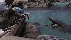 Funny Animals (25 gifs)