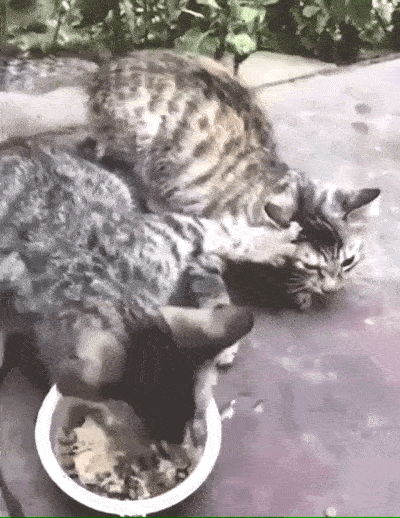 Funny Animals (25 gifs)