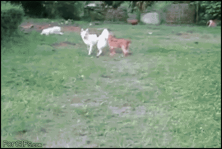 Funny Animals (25 gifs)