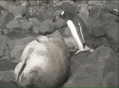 Funny Animals (25 gifs)