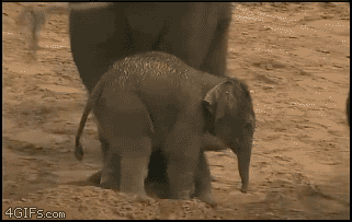Funny Animals (25 gifs)