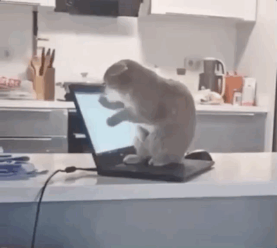 Funny Animals (25 gifs)