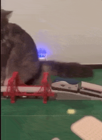 Funny Animals (25 gifs)