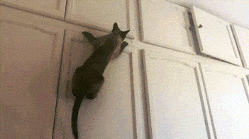 Acid Gifdump, January 12 (25 gifs)
