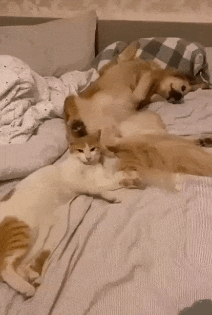 Acid Gifdump, January 12 (25 gifs)