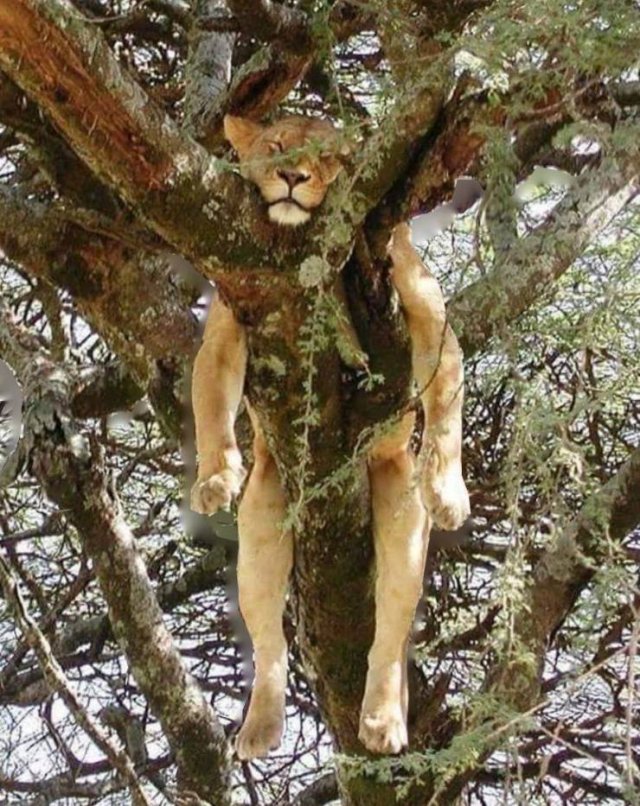 Acid Picdump 2 (86 pics)