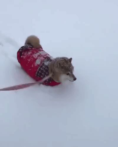 Acid Gifdump, January 15 (25 gifs)