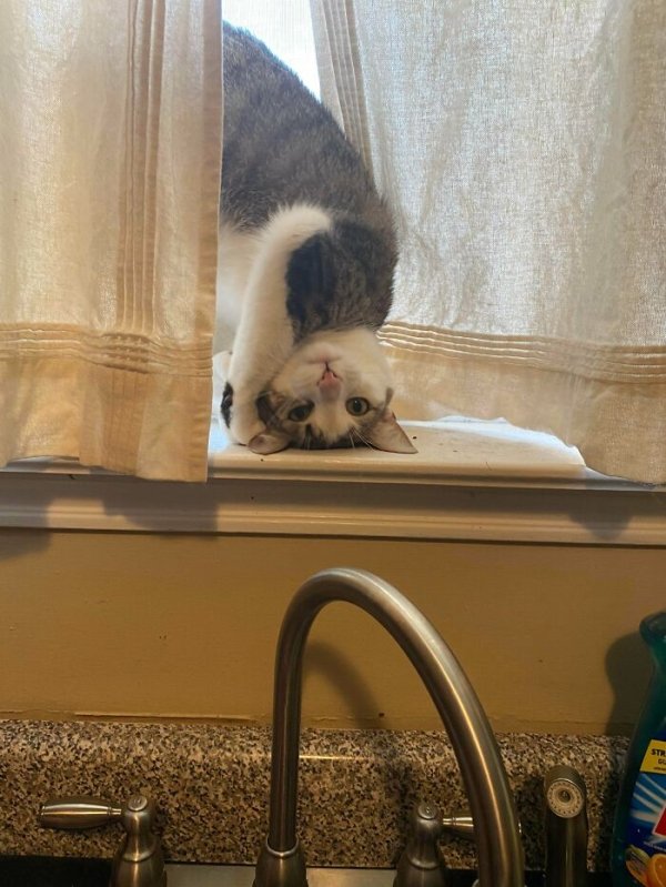 These Cats Are Broken (29 pics)