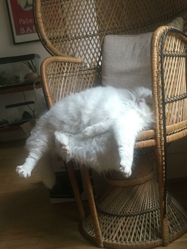 These Cats Are Broken (29 pics)