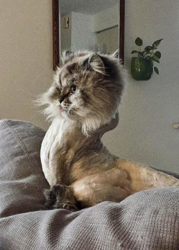 These Cats Are Broken (29 pics)