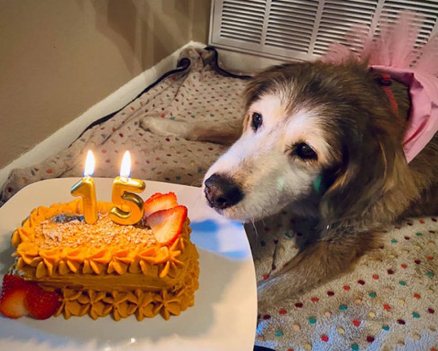 Wholesome Stories (63 pics)