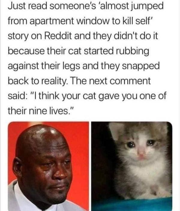Wholesome Stories (63 pics)