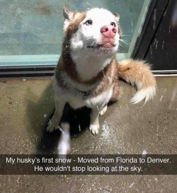 Wholesome Stories (63 pics)