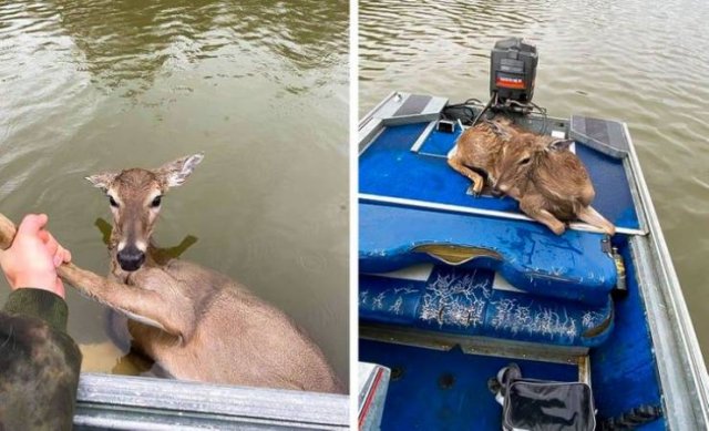 Wholesome Stories (63 pics)