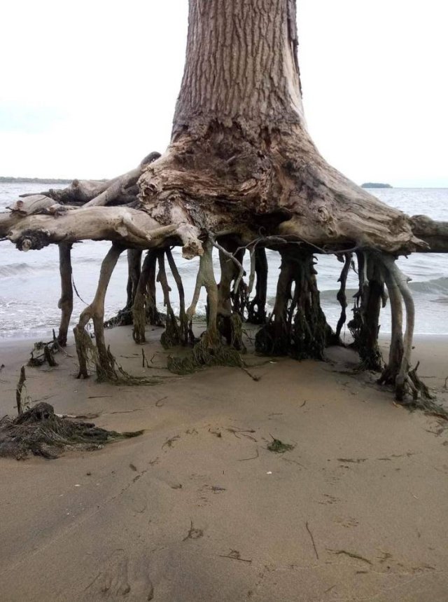 Acid Picdump 2 (89 pics)