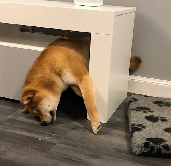 Sometimes Dogs Sleep In Weird Positions (29 pics)
