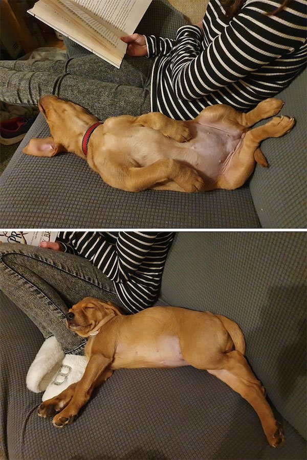 Sometimes Dogs Sleep In Weird Positions (29 pics)