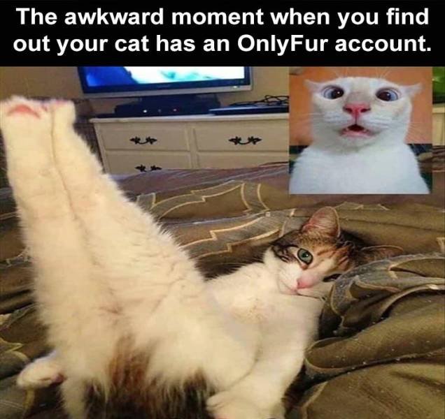Random Funny Memes (65 pics)