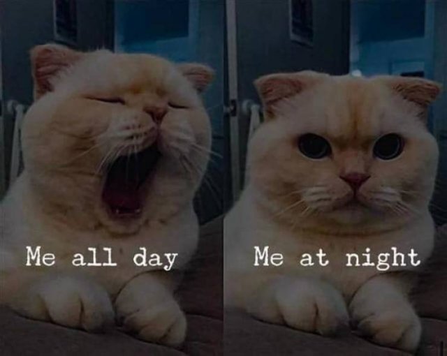 Random Funny Memes (65 pics)