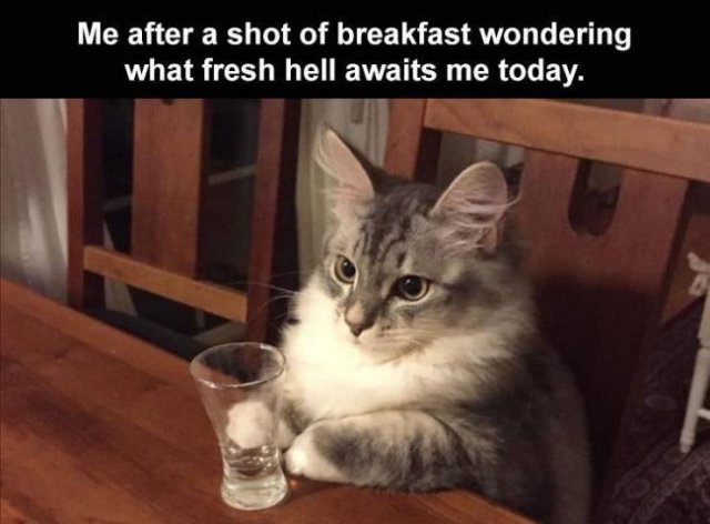 Random Funny Memes (65 pics)