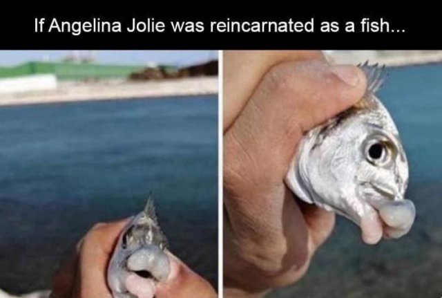 Random Funny Memes (65 pics)