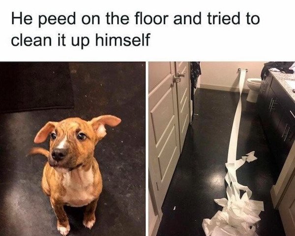 Wholesome Stories (24 pics)