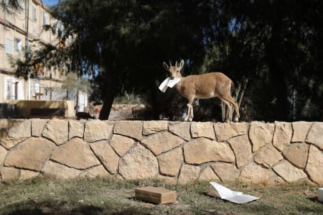 Israeli Town Occupied By Nubian Ibexes (19 pics)