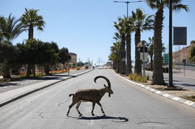 Israeli Town Occupied By Nubian Ibexes (19 pics)