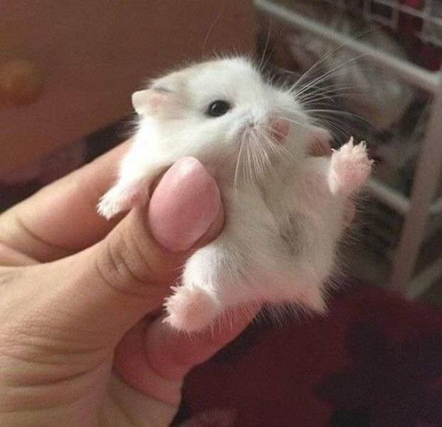 Acid Picdump 1 (90 pics)