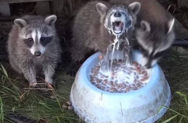 Hilarious Animals (56 pics)