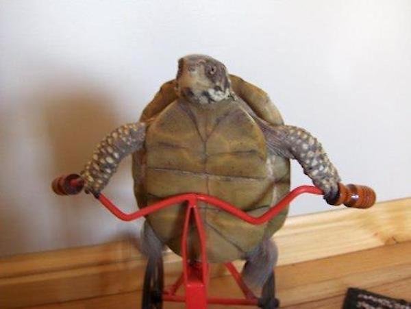 Hilarious Animals (56 pics)