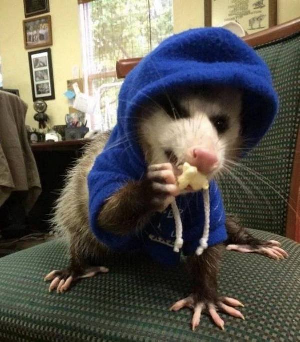Hilarious Animals (56 pics)