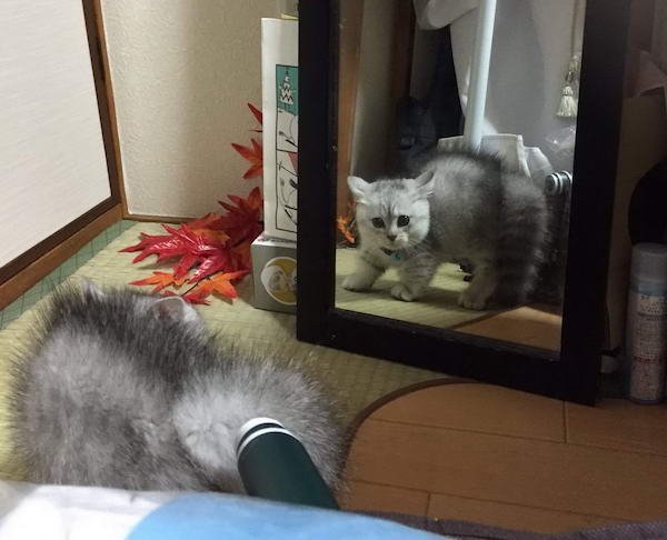 Hilarious Animals (56 pics)
