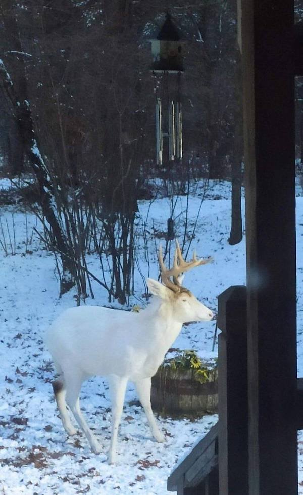 Hilarious Animals (56 pics)