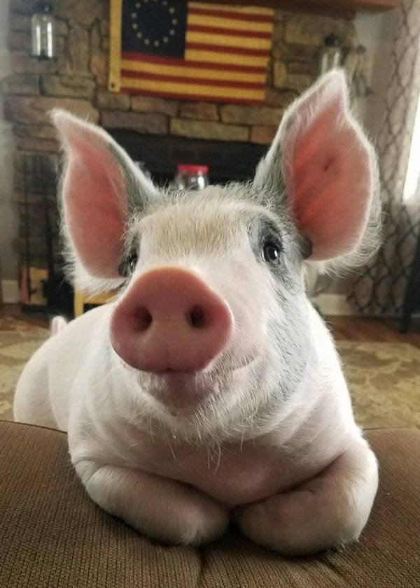 Hilarious Animals (56 pics)