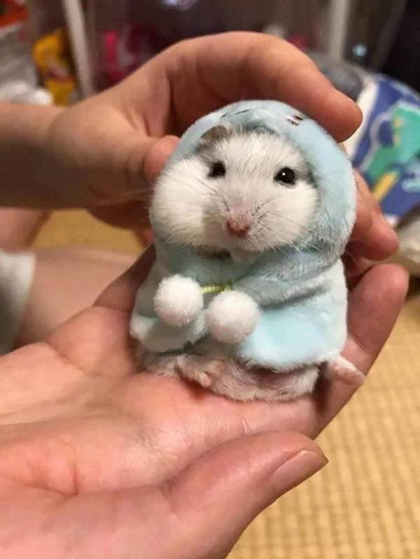 Hilarious Animals (56 pics)