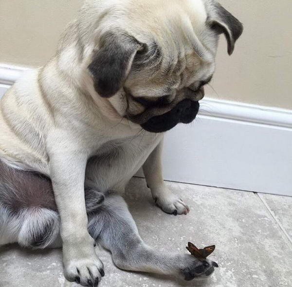 Hilarious Animals (56 pics)