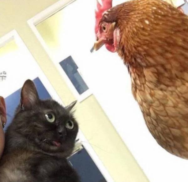 Hilarious Animals (56 pics)