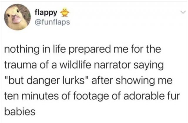 Funny Tweets (50 pics)