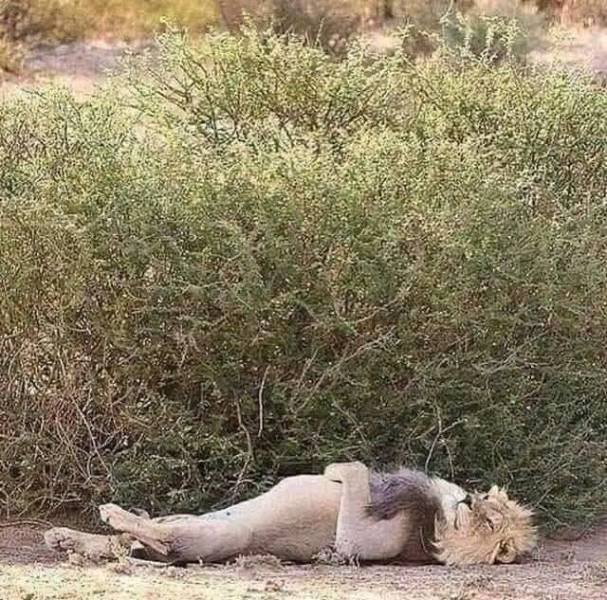 Acid Picdump 1 (89 pics)