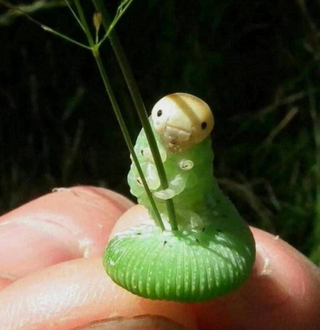 Acid Picdump 1 (89 pics)