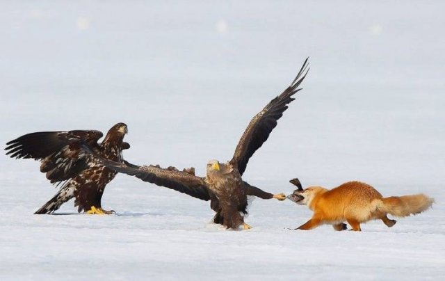 Acid Picdump 1 (89 pics)